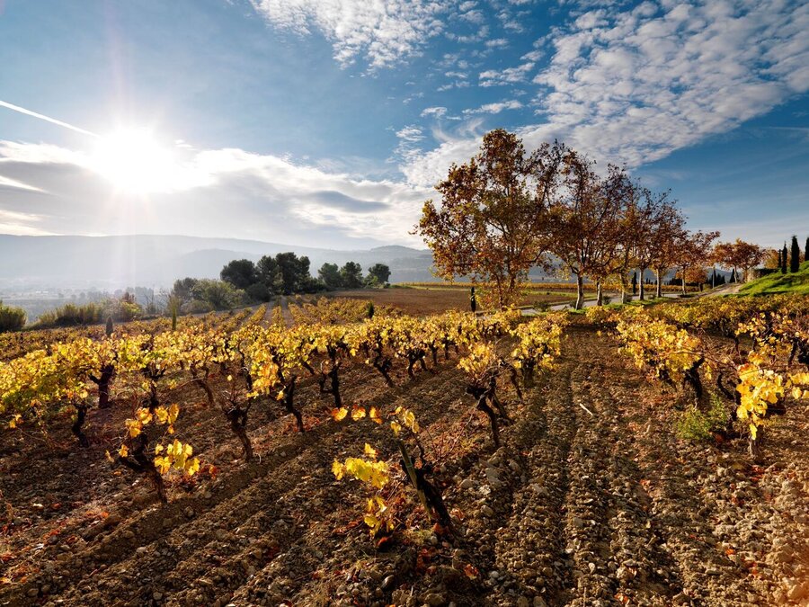 Vins primés en promotion