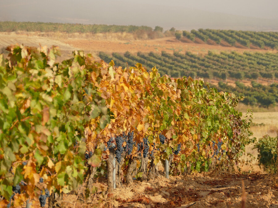 «Best of Ribera del Duero»
