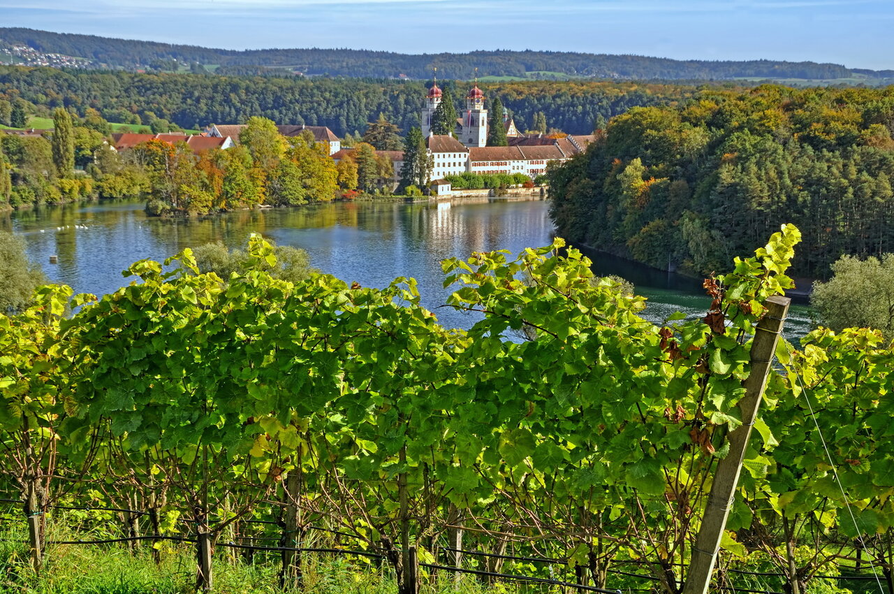 Weinberg Rheinau