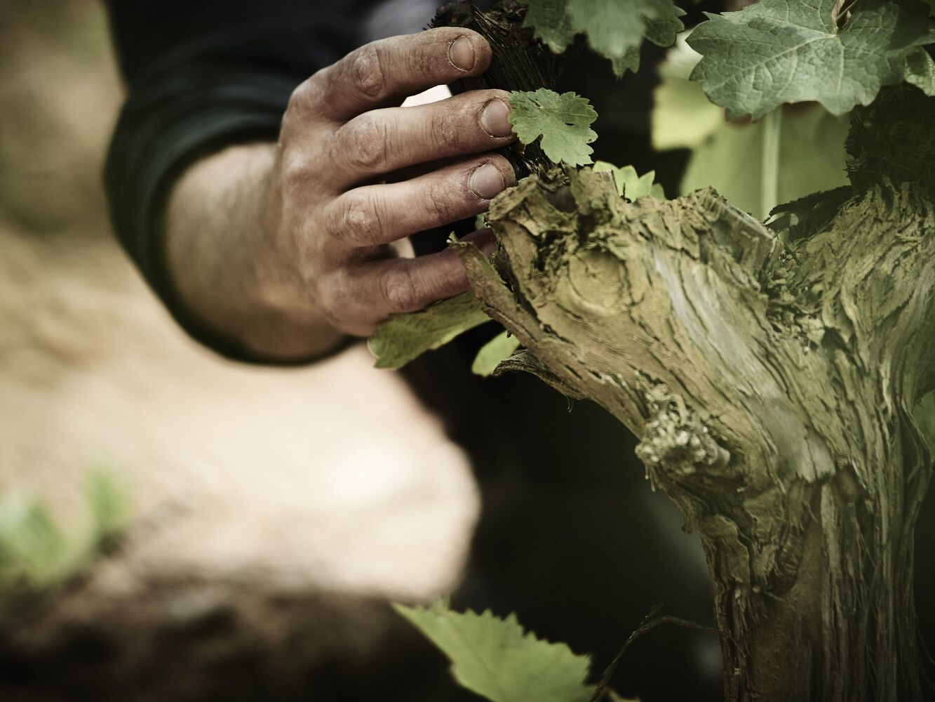 Clos d'Agon