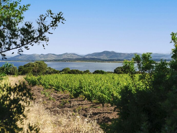 Argiolas Familienweingut