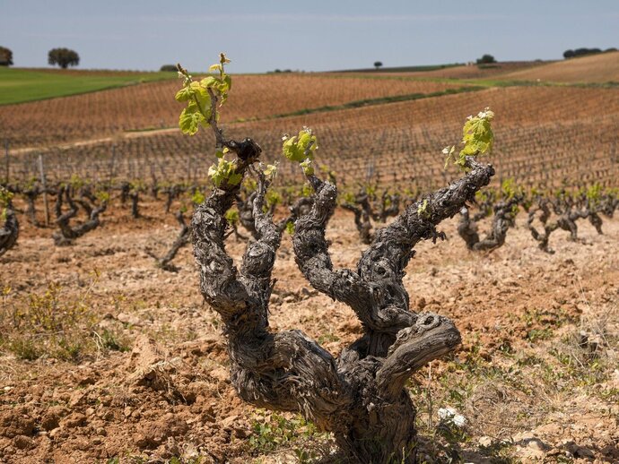 Ribera del Duero